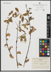 Foto von Salix rigida Muhl.